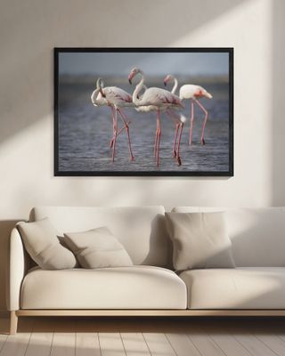 Flamingos from Provence