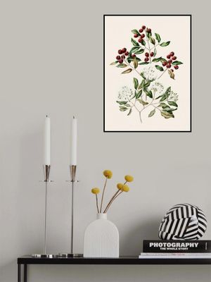 Maire Tawake Drawn By Sarah Featon(1848   1927)