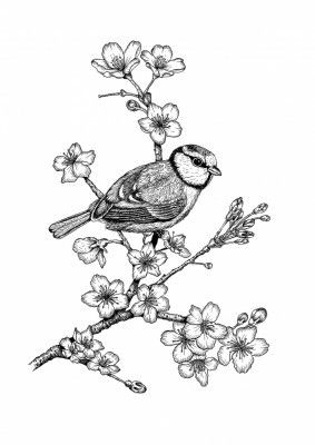 Parus on a Cherry Branch