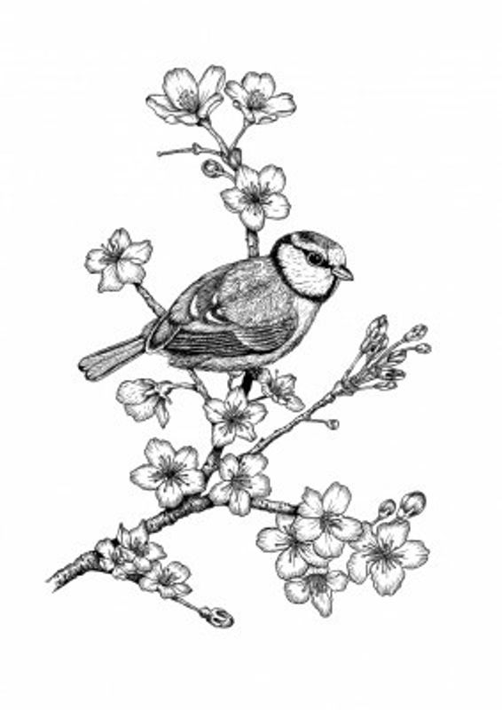 Parus on a Cherry Branch