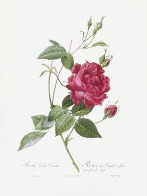 Blood Red Bengal Rose, Les Roses (1817–1824)