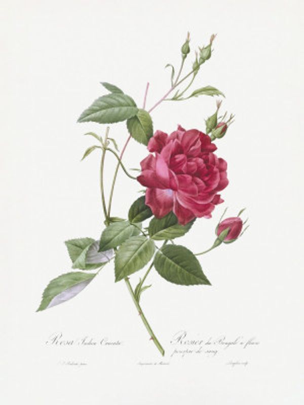 Blood Red Bengal Rose, Les Roses (1817–1824)