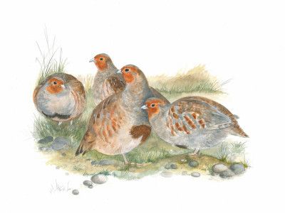 Gathering of Partridges