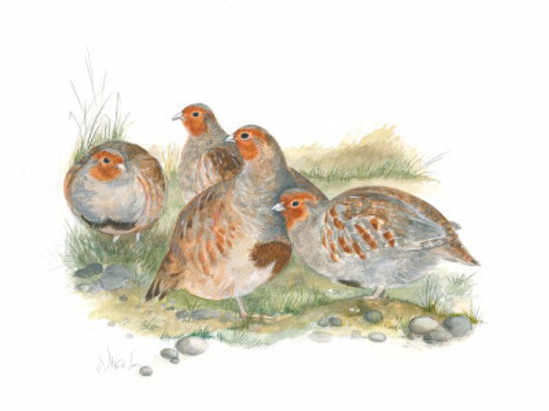 Gathering of Partridges