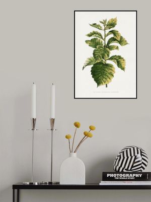 Common Hawnthorn Leaf Illustration