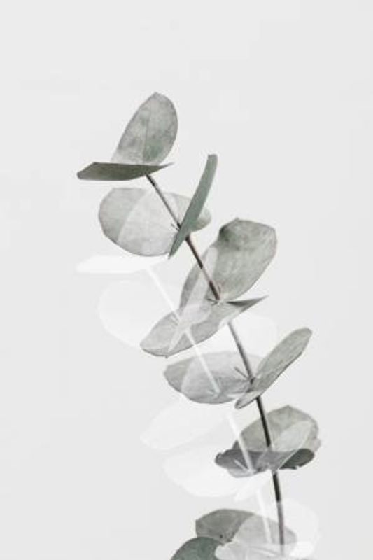 Eucalyptus Creative 05