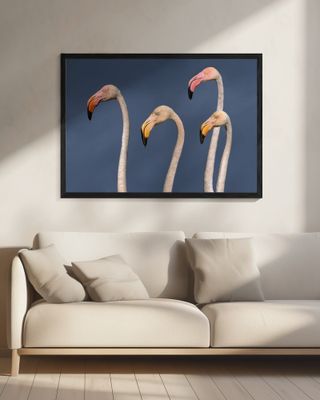 Flamingos Close Up