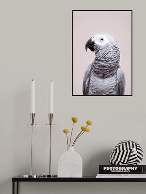 African Grey