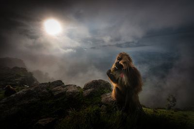 Gelada Baboons
