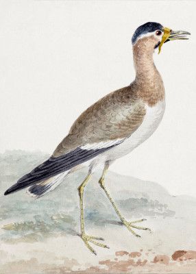 A Yellow Wattled Lapwing