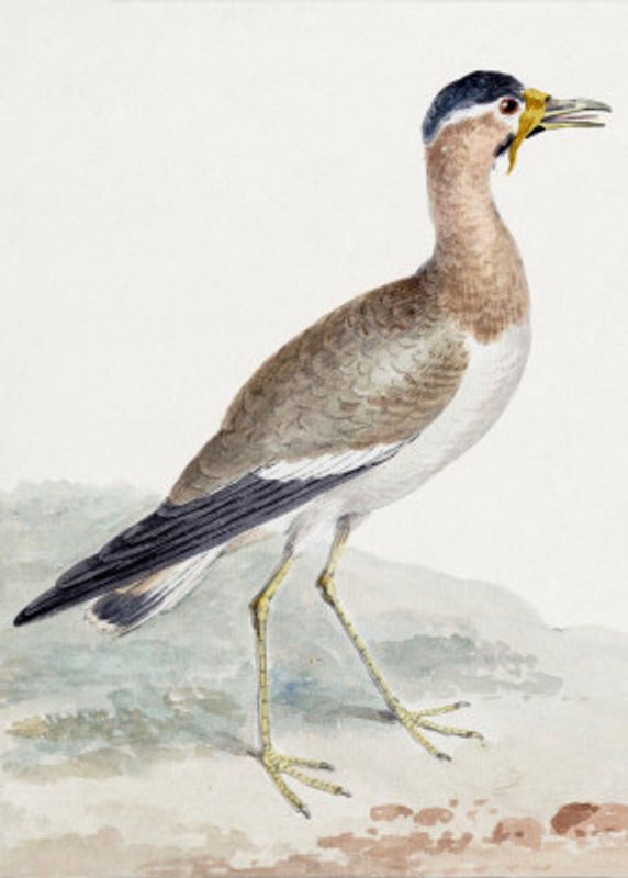 A Yellow Wattled Lapwing