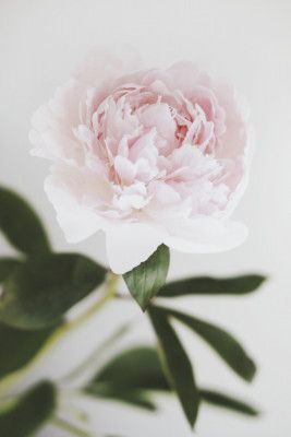 Peony 10
