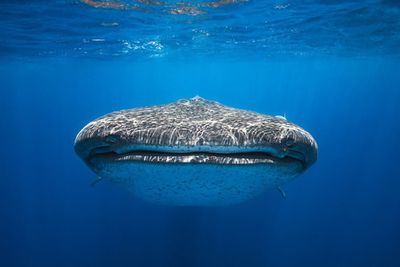 Face to Face with a whale shark