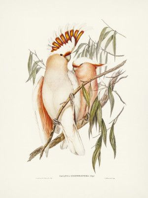 Leadbeater's Cockatoo