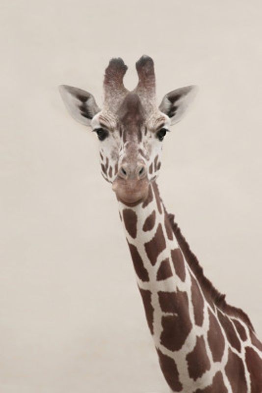 Giraffe Portrait
