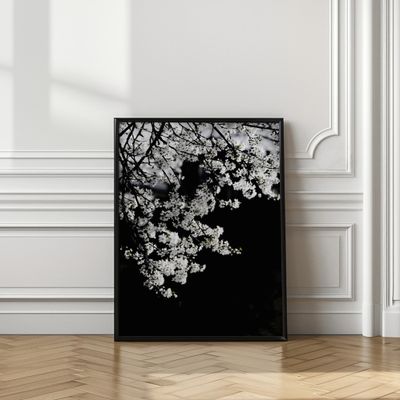 White Spring Blossoms