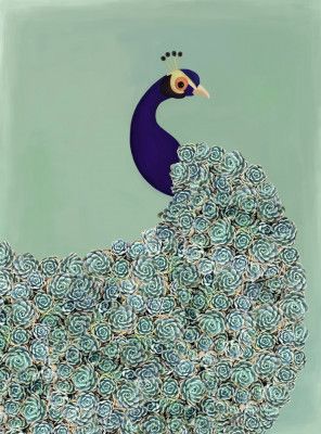 Peacock