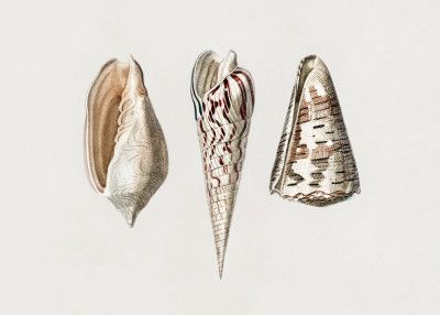 Three Mollusks Crop