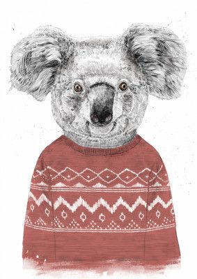 Winter koala (red)