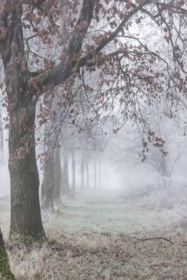 Foggy Winter Morning 3