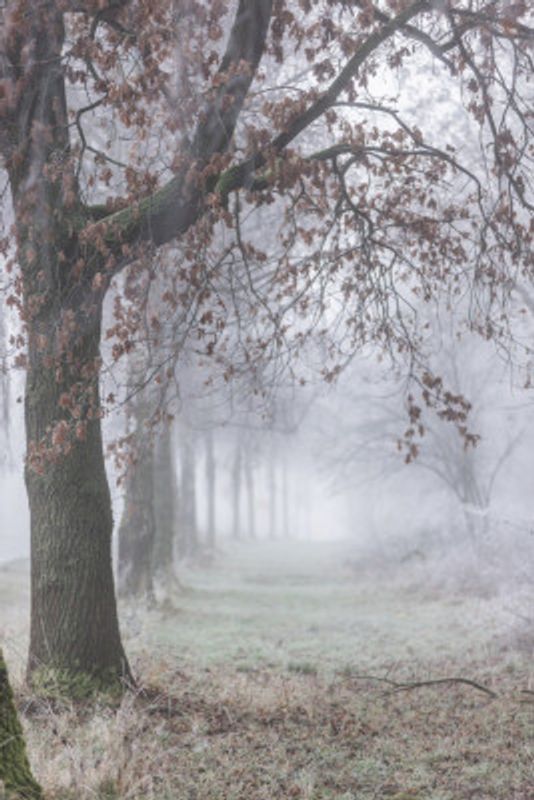 Foggy Winter Morning 3