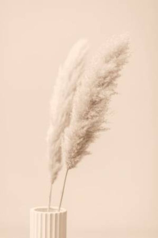 Pampas Grass Begie 13