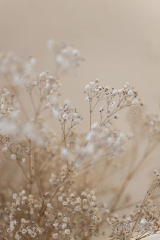 Babys Breath 1