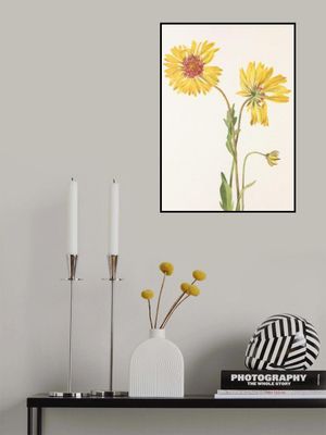 Perennial Gaillardia From North American Wildflowers (1925) By Mary Vaux Walcott.