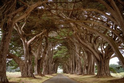 Cypress Tree Tunnel