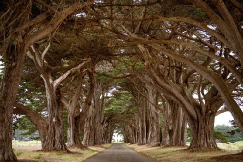 Cypress Tree Tunnel