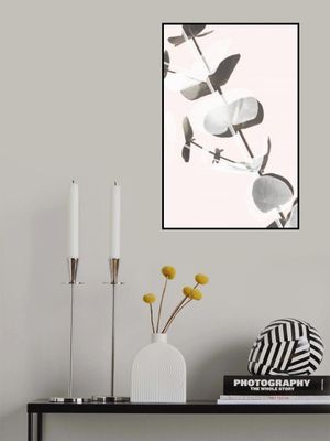 Eucalyptus Creative 13