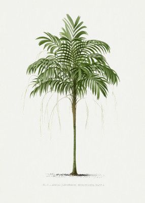 Ii Areca Monostachya