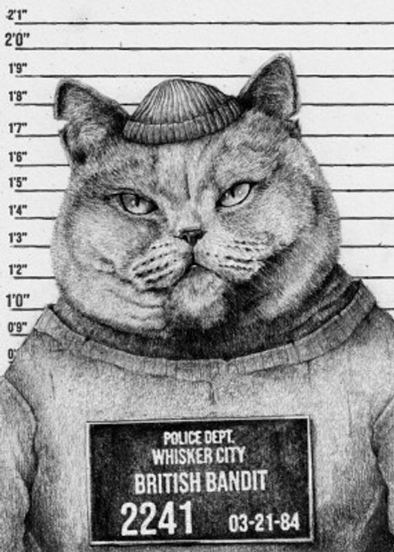 Cat In A Police Lineup