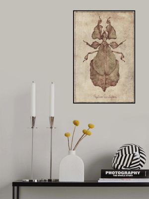 Phyllium Siccifolium Copy