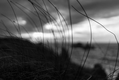 the wind brings the night