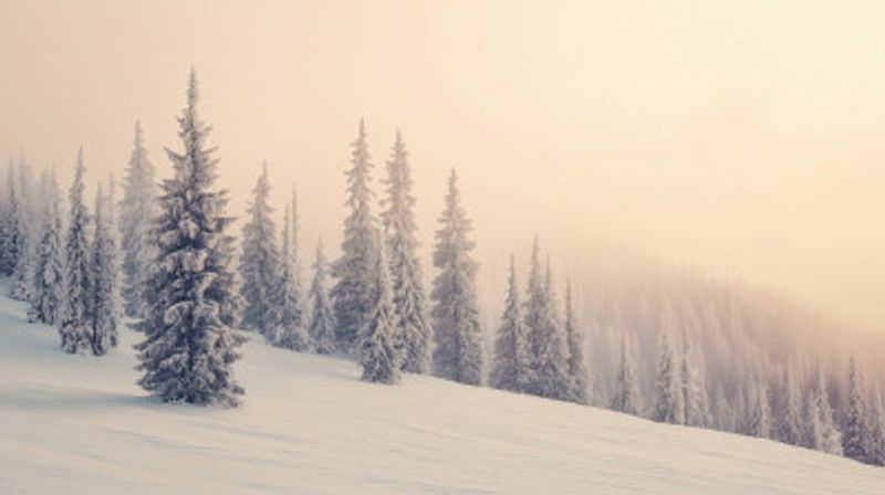Winter Landscape Snowy Pines