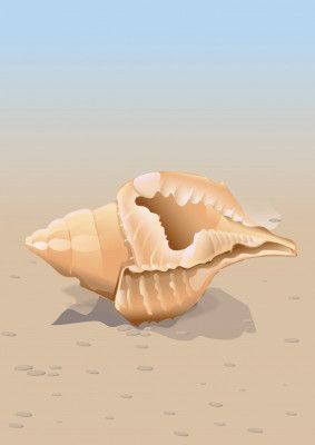 Seashell On A Sandy Beach