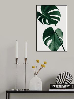 Monstera Natural 18