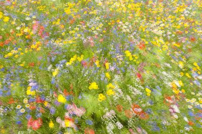 Summer field flowers..........
