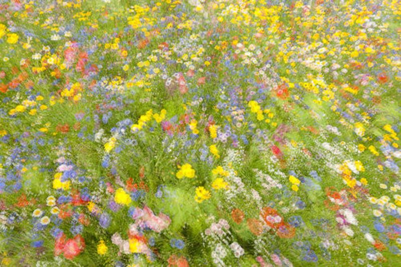 Summer field flowers..........