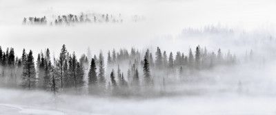 Foggy Forest