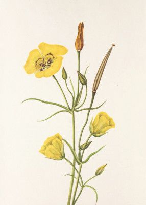 Goldenbowl Mariposa From North American Wildflowers (1925) By Mary Vaux Walcott
