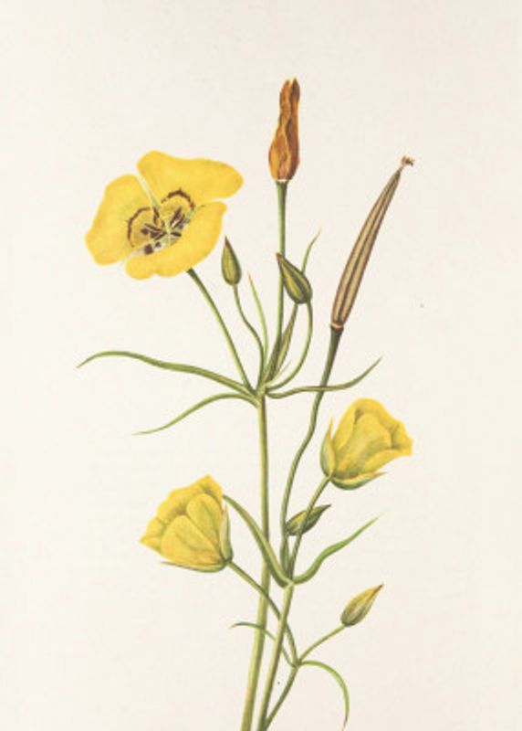 Goldenbowl Mariposa From North American Wildflowers (1925) By Mary Vaux Walcott