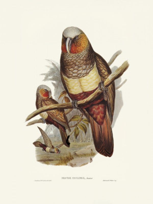 Prince of Essling's Parrot