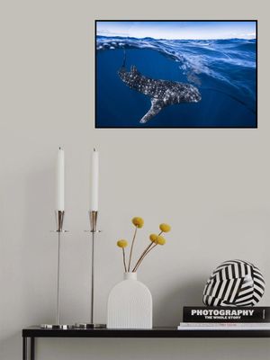 Whale Shark on split level