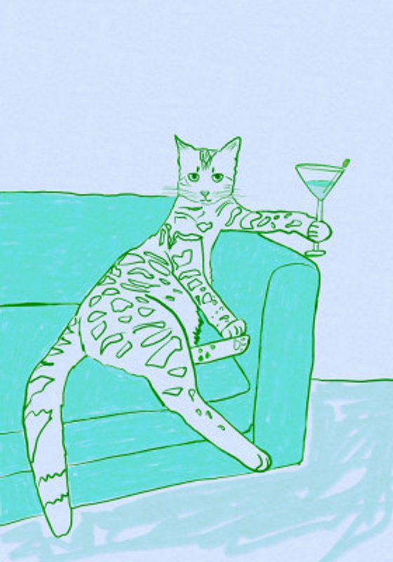Cat cocktail time