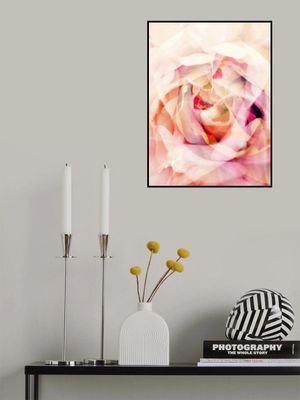 Dreamy Pink Rose