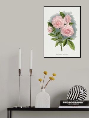 Pink Rose, Clothilde Soupert Lithograph