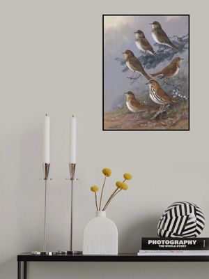 Thrush By Allan Brooks