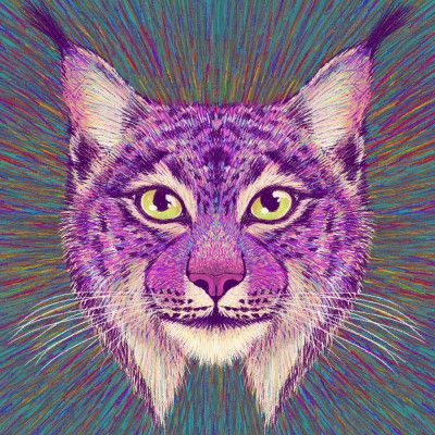 Animal Face   Lynx